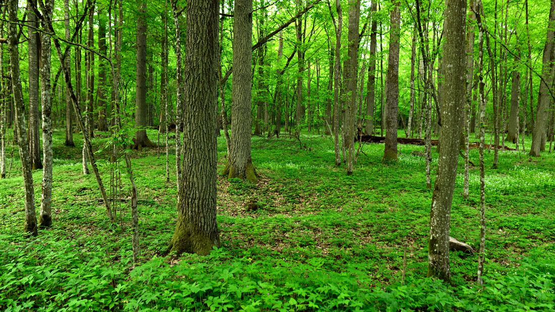 <strong>Białowieża National Park, Poland: </strong>This wooded national park is the best-preserved part of the Białowieża Forest, which has been shrinking in recent centuries.
