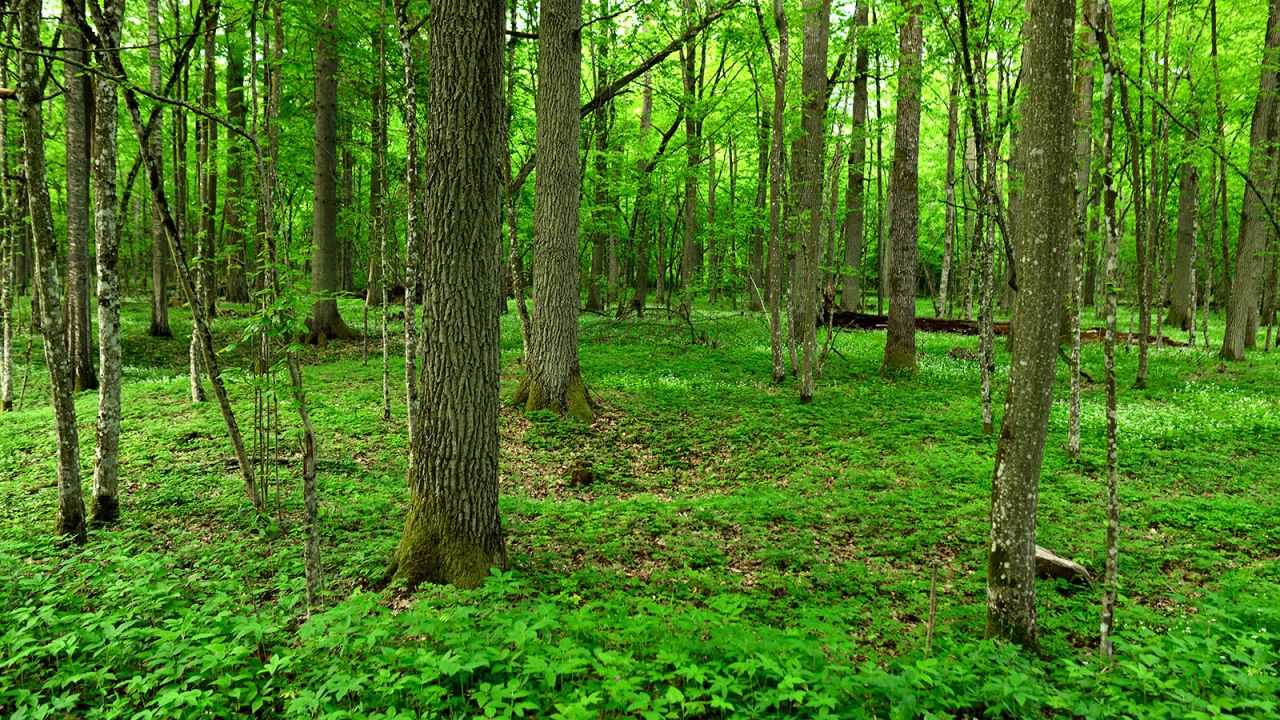 <strong>Białowieża National Park, Poland: </strong>This wooded national park is the best-preserved part of the Białowieża Forest, which has been shrinking in recent centuries.