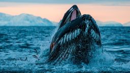sealegacy nicklen opinion humpback whale story