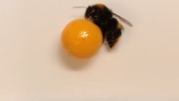 Bumblebee orig