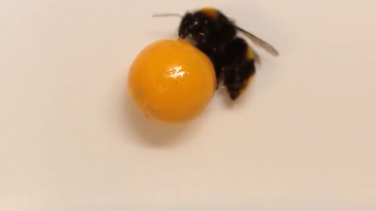 Bumblebee orig