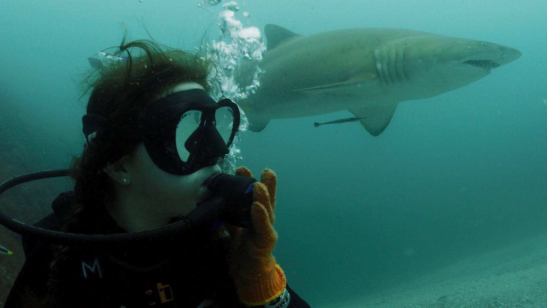 The Australian teenager on a mission to protect ragged-tooth sharks