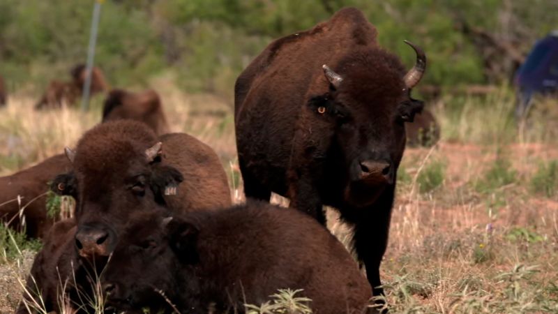 a-small-herd-of-bison-and-a-small-texas-city-are-helping-each-other