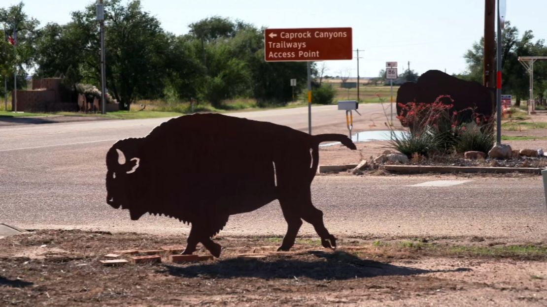 02 bison texas quitaque