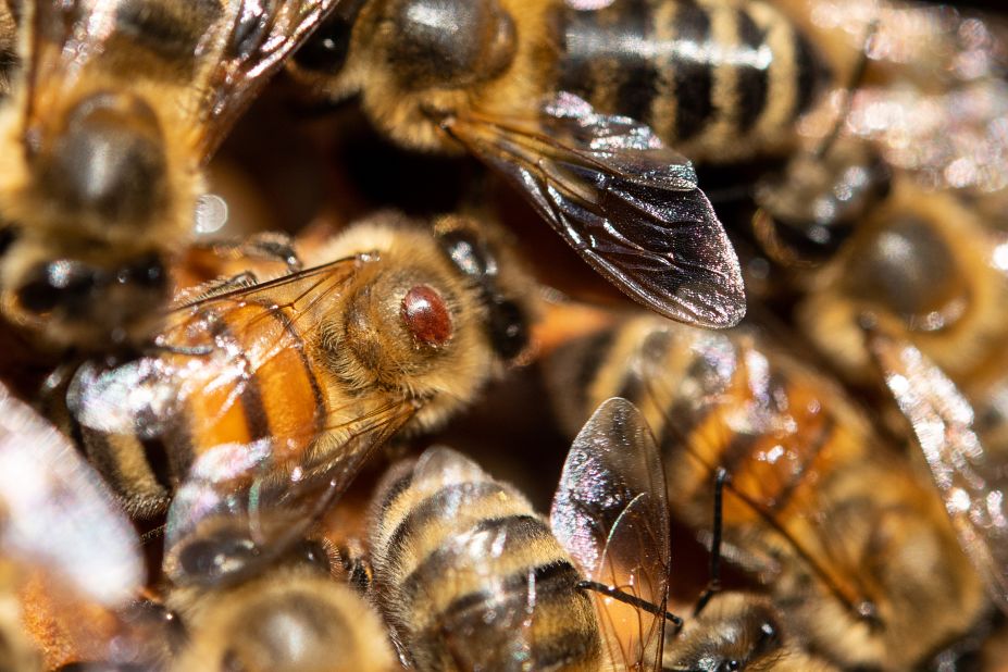 Commercial Hives Might Be Saving Crops, But They're Killing Wild Bees, Smart News