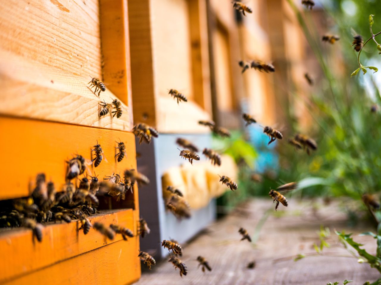 Bees are experiencing what Ramsey calls a "pollinator pandemic," and have been experiencing high loss since 1987, when Varroa mites were first discovered in North America.