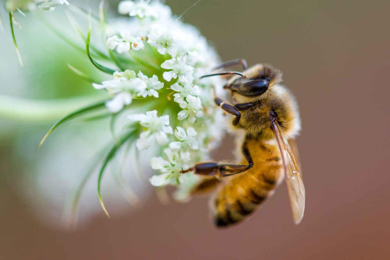 Honeybees are extremely efficient pollinators, according to Samuel Ramsey, professor of entomology at UC Boulder's Bio Frontiers Institute. They have "flower fidelity" -- only pollinating one kind of a flower on each trip outside the hive -- which maximizes pollination and crop yield, he says.