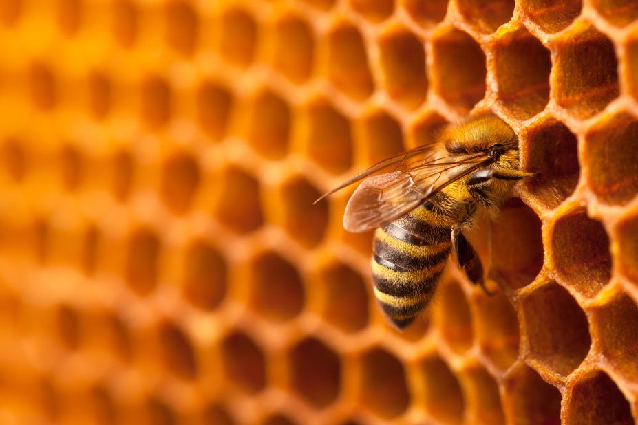 "Every single year we lose between 33% and 51% of our honeybee population (in the US)," says Ramsey.