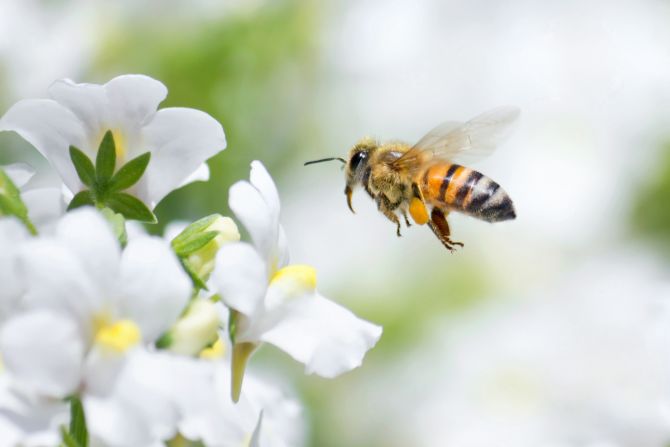 Three quarters of the world's crops depend on pollinators like honeybees, according to the <a  target="_blank" target="_blank">UN Food and Agriculture Organization</a>. They are critical to our food security.