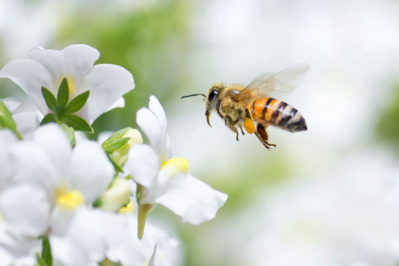 Three quarters of the world's crops depend on pollinators like honeybees, according to the <a href="https://www.fao.org/pollination/background/bees-and-other-pollinators/en/" target="_blank" target="_blank">UN Food and Agriculture Organization</a>. They are critical to our food security.