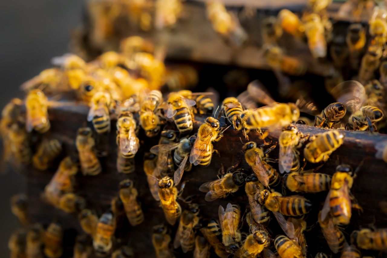 Ramsey says one hive can contain 20,000 to 60,000 bees that work together to build, protect and care for a colony.