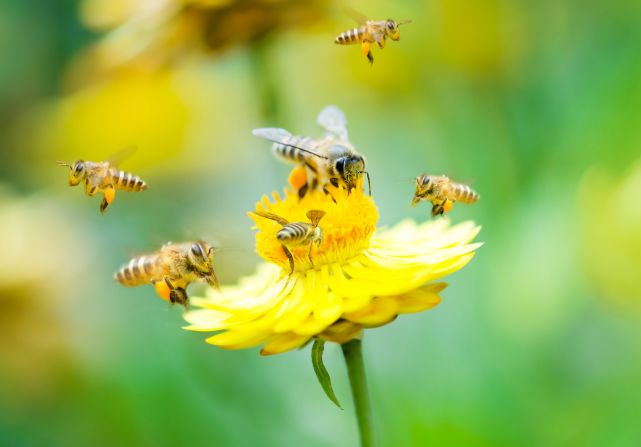 The USDA estimates that honeybees pollinate $15 billion worth of crops every year in the US alone, and says they are particularly important in the pollination of almonds, avocados and apples.