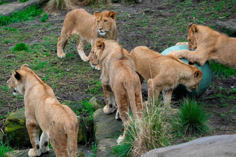 Lions Slip Loose From Sydney Zoo Enclosure, Overnight Guests Rushed To ...