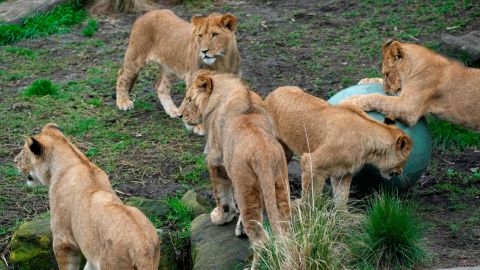 Five African lion cubs play with a large ball in celebration of their first birthday at Taronga Zoo in Sydney on Friday, Aug. 12, 2022.