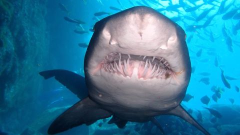 01 Fish Rock gallery