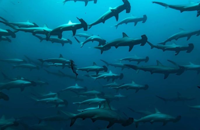 Leesfield is a keen diver herself and loves to explore Fish Rock. She says that swimming in the underwater cavern gives her an "adrenalin rush." Pictured here is a shiver of sharks. 