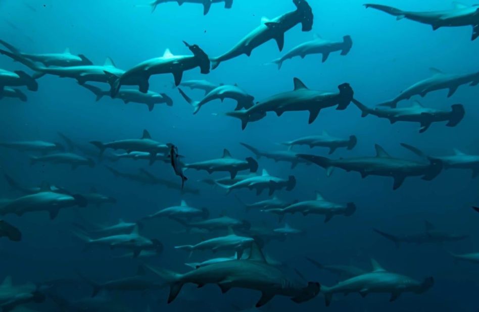 Leesfield is a keen diver herself and loves to explore Fish Rock. She says that swimming in the underwater cavern gives her an "adrenalin rush." Pictured here is a shiver of sharks. 