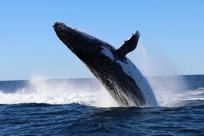 It's also on the route of annual whale migrations from May to November, occasionally serving as a <a href="index.php?page=&url=https%3A%2F%2Fmission-blue.org%2F2021%2F08%2Fyoung-marine-conservationist-champions-the-fish-rock-hope-spot-in-new-south-wales-to-protect-critically-endangered-grey-nurse-sharks%2F" target="_blank" target="_blank">whale nursery</a> where mothers bring their calves for a rest. Pictured here is a humpback whale. 