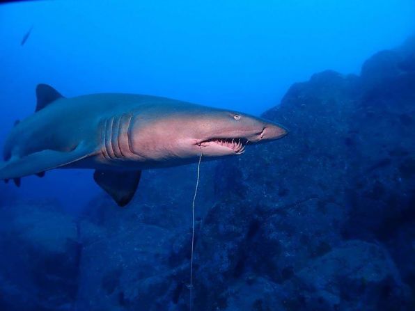 Fishing is still allowed nearby, leading to a decline in gray nurse sharks which are sometimes caught as bycatch. In this photo, a shark swims with a fishing hook and a line hanging from its mouth.