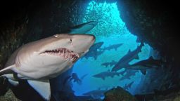 Fish Rock gray nurse shark