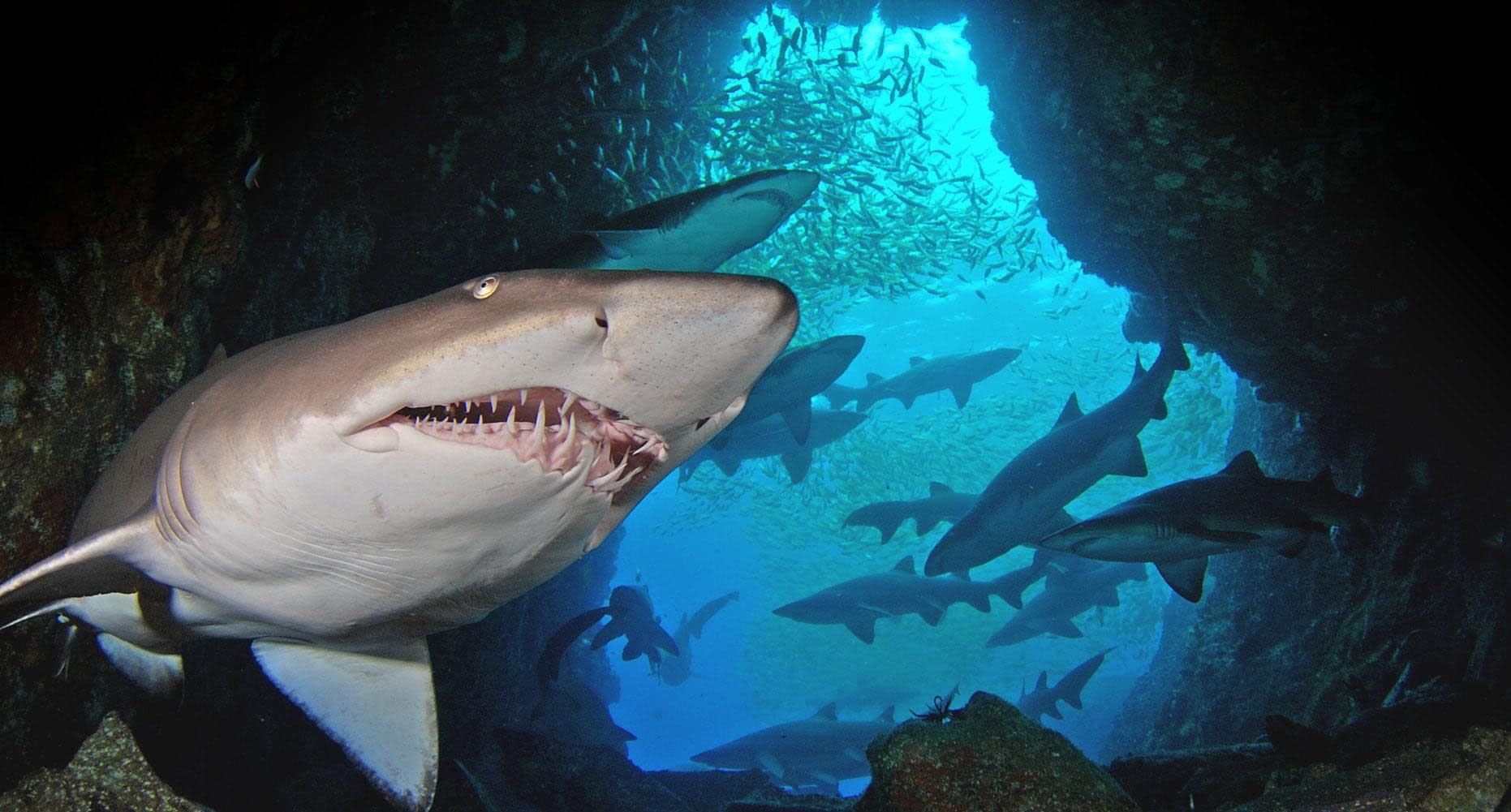 A sand tiger shark, fearsome-looking but harmless to people