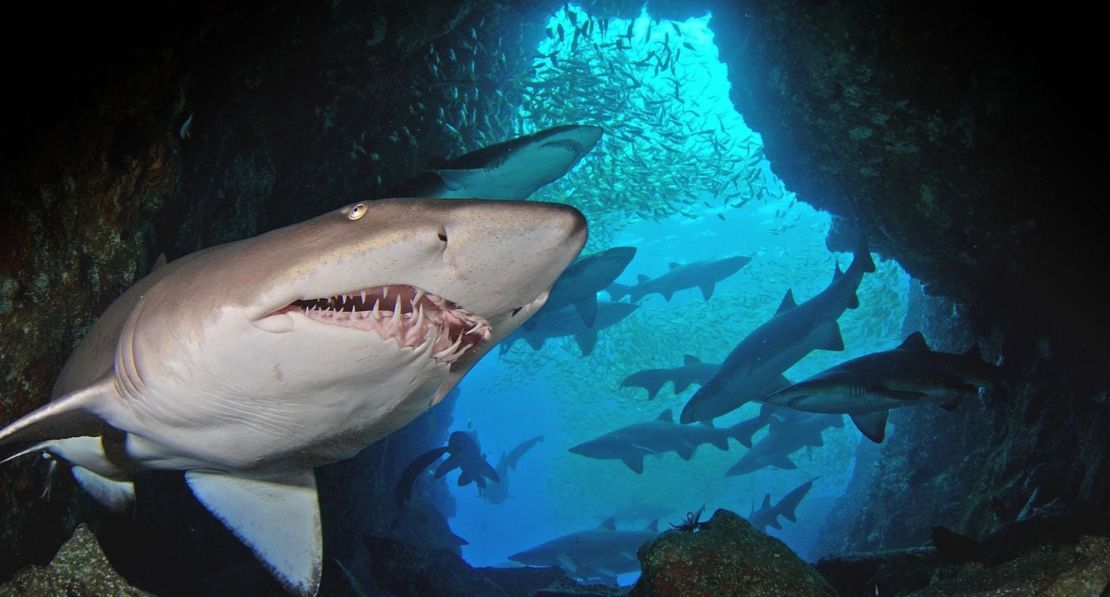 Gray nurse shark numbers have declined in recent years, leading to the species being listed critically endangered.