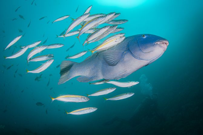 In this photo, captured by <a href="index.php?page=&url=https%3A%2F%2Fwww.nicolaslenaremy.com%2F" target="_blank" target="_blank">Nicolas Remy</a>, a blue grouper fish drifts behind a diver with some friends. 