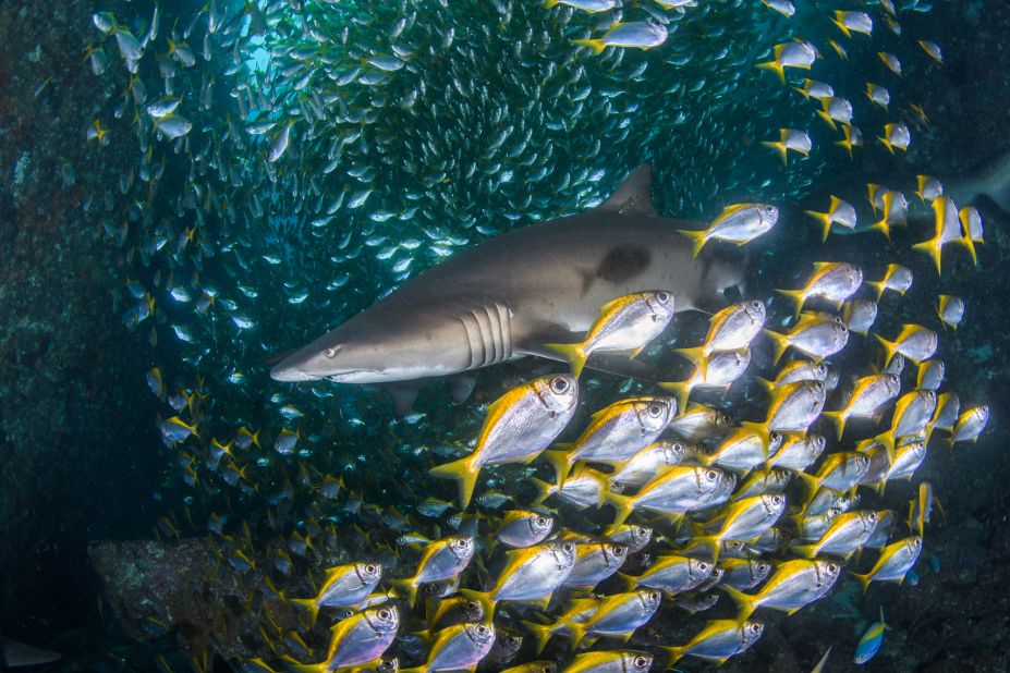 Fish Rock is a hotspot for scuba divers who plunge down to admire the biodiversity. <a href="https://www.nicolaslenaremy.com" target="_blank" target="_blank">Nicolas and Léna Remy</a>, Sydney-based underwater photographers, often explore the cavern. 
