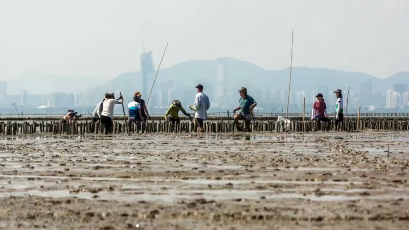 Restoring Hong Kong’s oyster reefs  | CNN