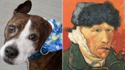 one eared dog artist van gogh