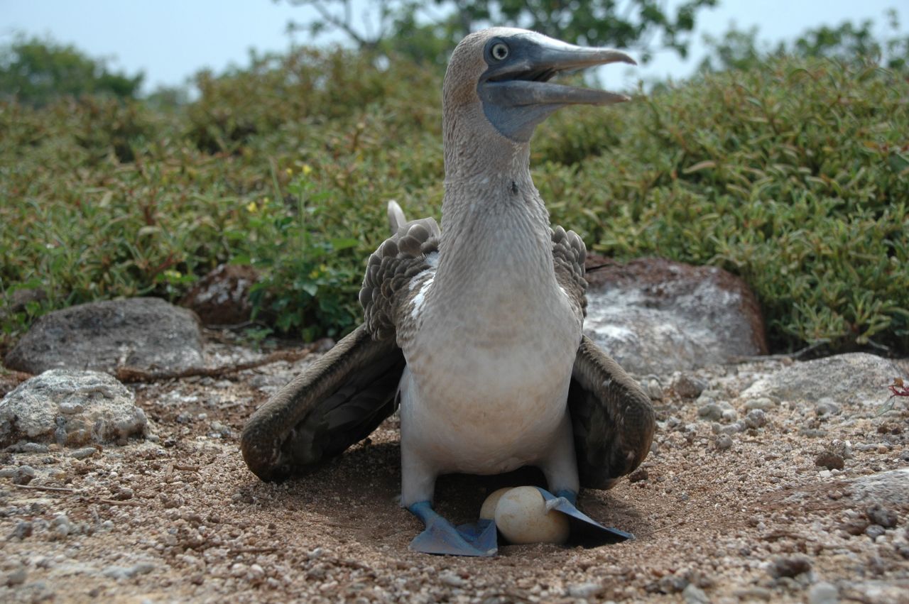 The Galápagos Islands, famous for their wealth of unique plants and animals (such as the blue footed booby pictured), are also a Hope Spot, and local champions have been campaigning for greater protection of the area. This year, Ecuador <a href="https://mission-blue.org/2022/01/dr-sylvia-earle-celebrates-expanded-marine-protected-area-in-the-galapagos-islands-hope-spot/" target="_blank" target="_blank">extended the marine protected area</a> around the Galápagos Archipelago by 60,000 square kilometers (23,166 square miles). 