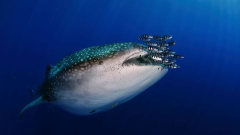 07 Hope Spots gallery