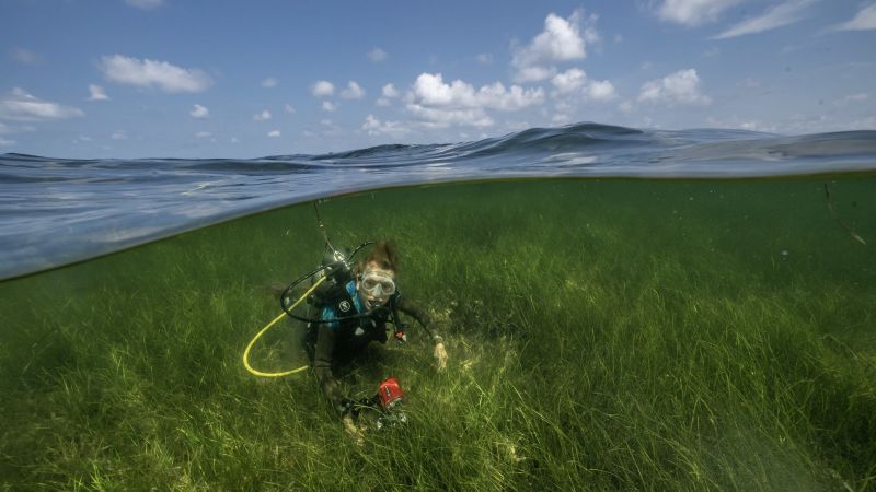 Sylvia Earle: Diving for hope