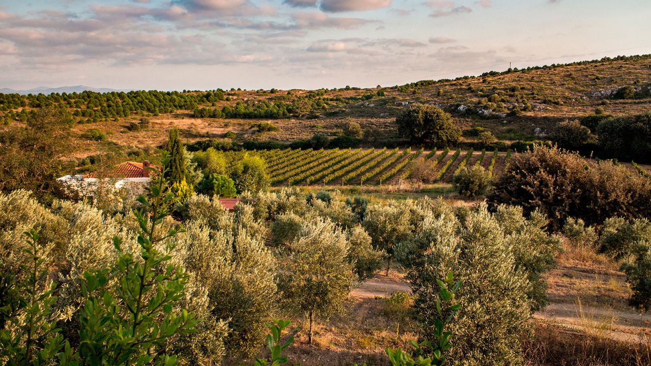 Bozcaada has a long tradition of wine production.
