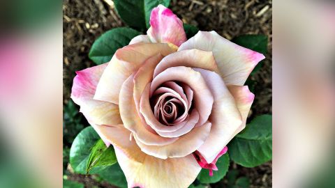 "The Iron Throne" was the most sought after rose at the California Coastal Rose Society's annual auction in October.