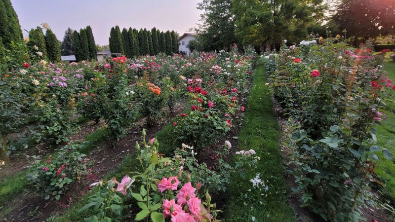 How rare rose collectors save some flowers from extinction | CNN