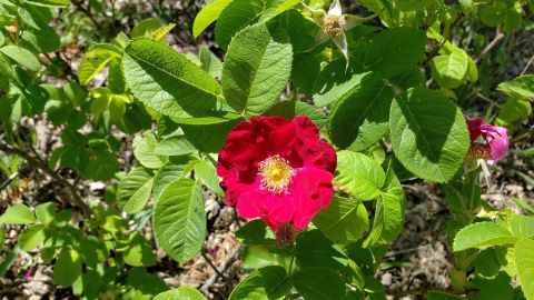 The Arnold, a rose variety that was thought to be lost, has made a comeback.