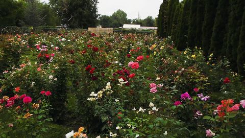 There are about 1,400 roses in Dianne Wiley's garden.