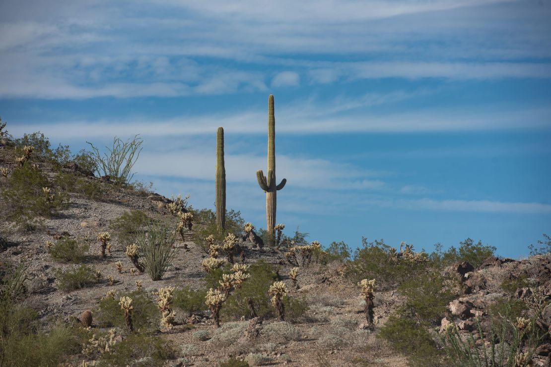 Cacti dot the hillsides outside of Salome, Ariz. on Wednesday, Oct. 26, 2022.