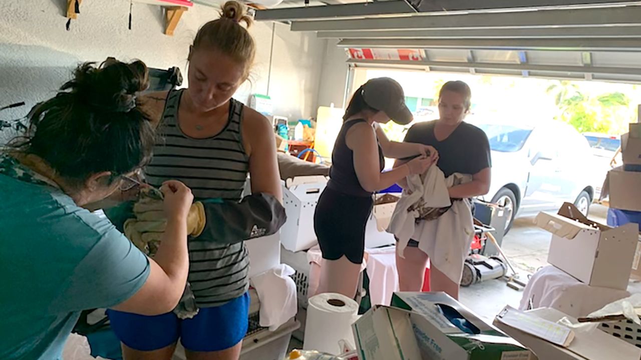 Frankel and friends with little veterinary training cared for birds of prey in her garage during Ian.