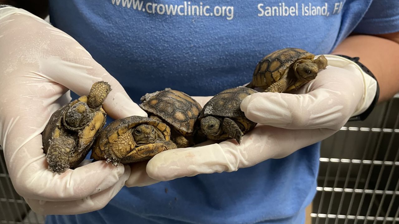 CROW Clinic veterinarians and rescuers cared for juvenile gopher tortoises during and after Hurricane Ian. 