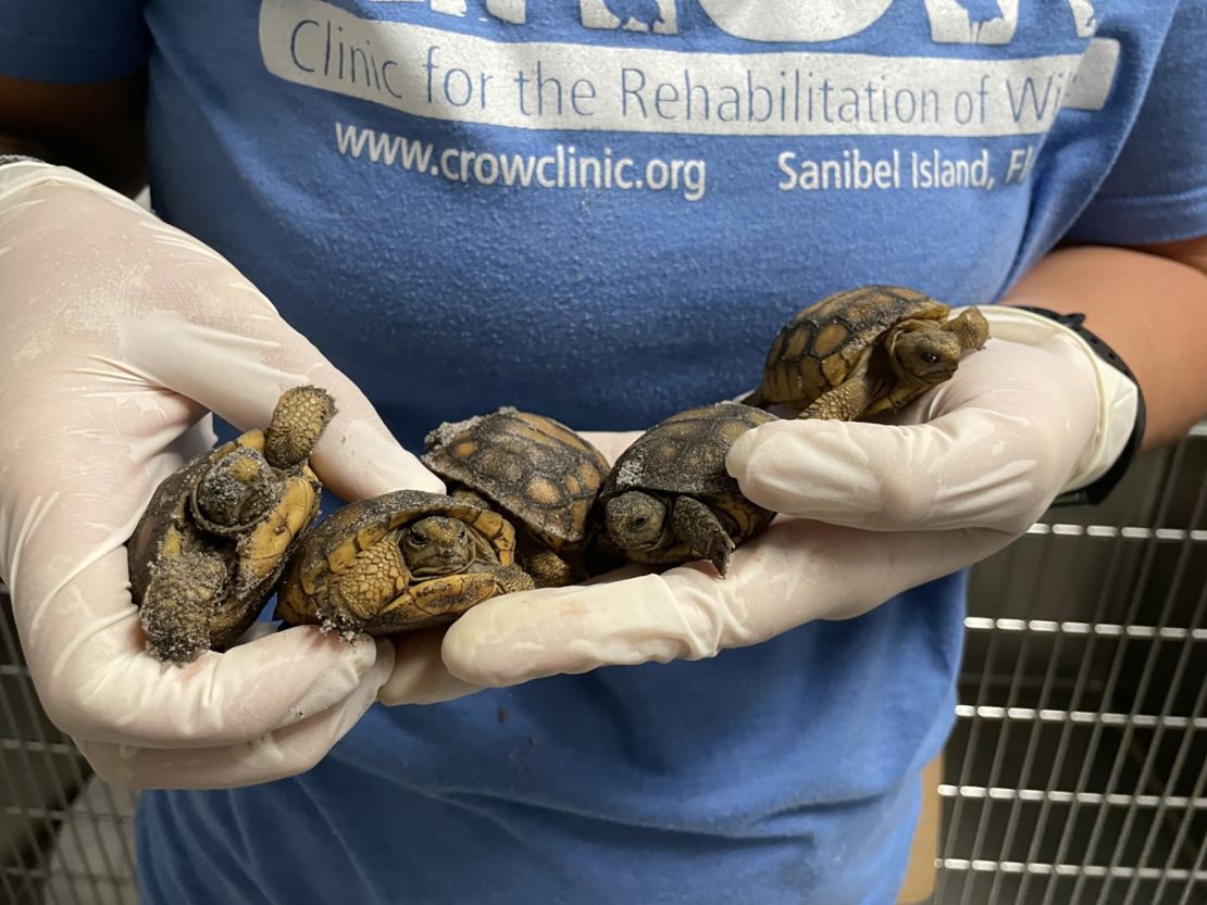 CROW Clinic veterinarians and rescuers cared for juvenile gopher tortoises during and after Hurricane Ian. 
