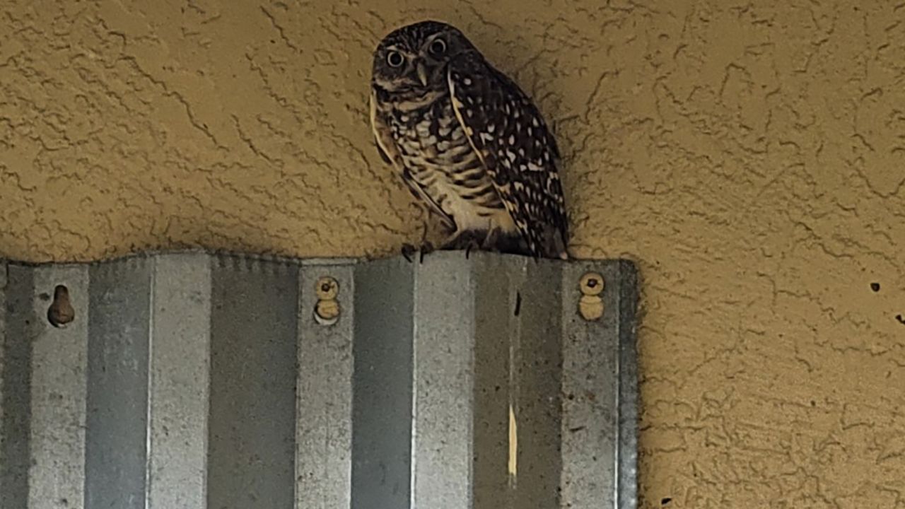 Burrowing owls have had to vacate their burrows after Hurricane Ian.