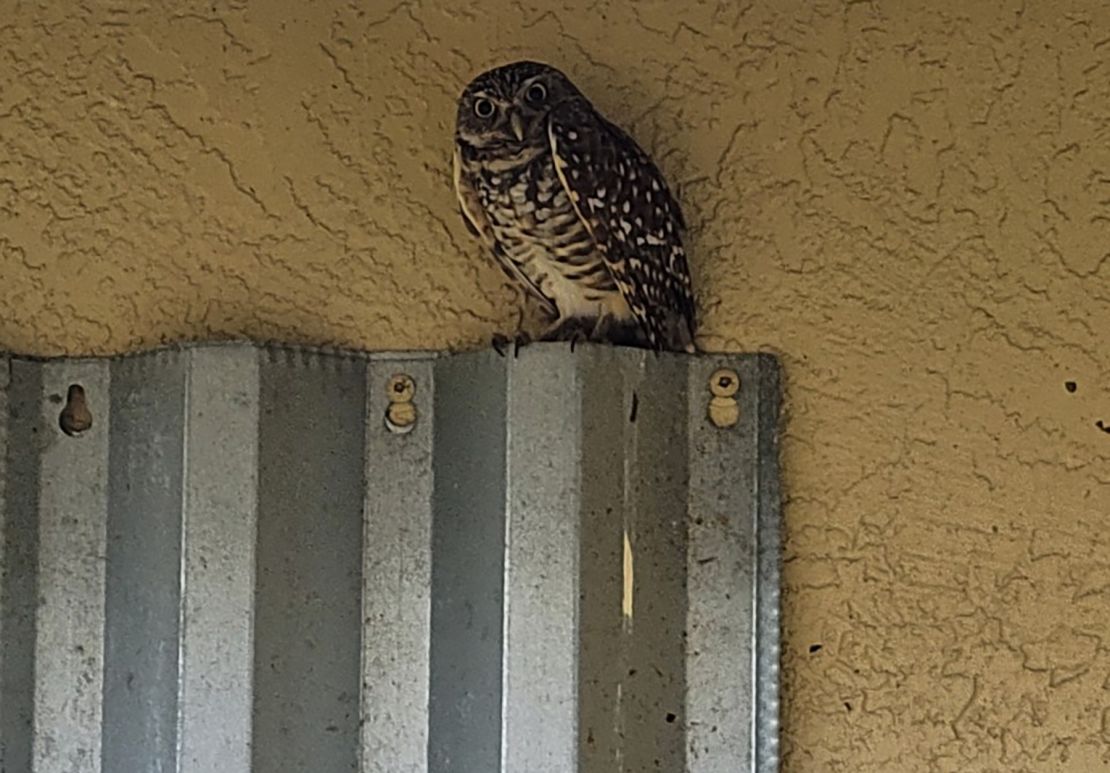 Burrowing owls have had to vacate their burrows after Hurricane Ian.