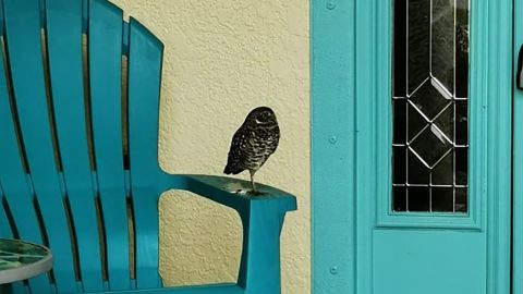Burrowing owls perched on front porches after Hurricane Ian.
