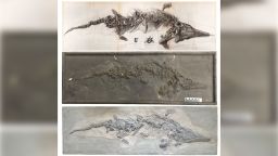 01 ichthyosaur fossil cast