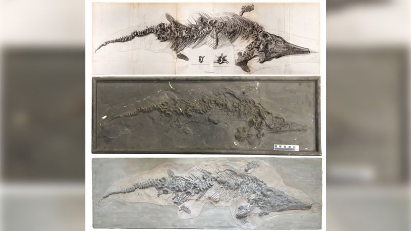 A priceless fossil destroyed in WWII has resurfaced in an unusual way