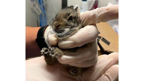 A young eastern cottontail rabbit received care at CROW Clinic after the hurricane.