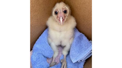 A juvenile barn owl received care at CROW during the hurricane.