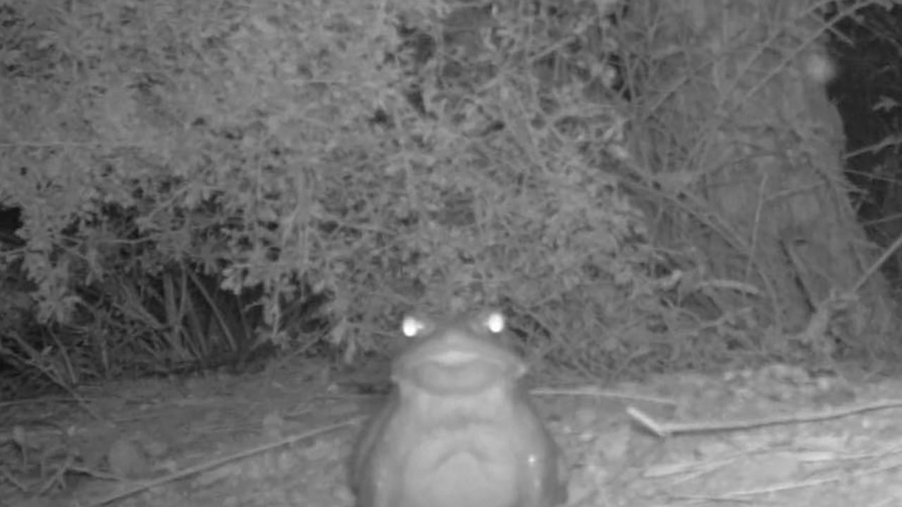 Black and white motion sensor camera capture of Sonoran desert toad at Organ Pipe Cactus National Monument, Arizona.